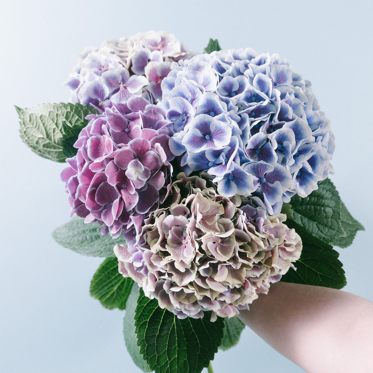 アキバナーセリーの希少な紫陽花「ダリ」(3本）