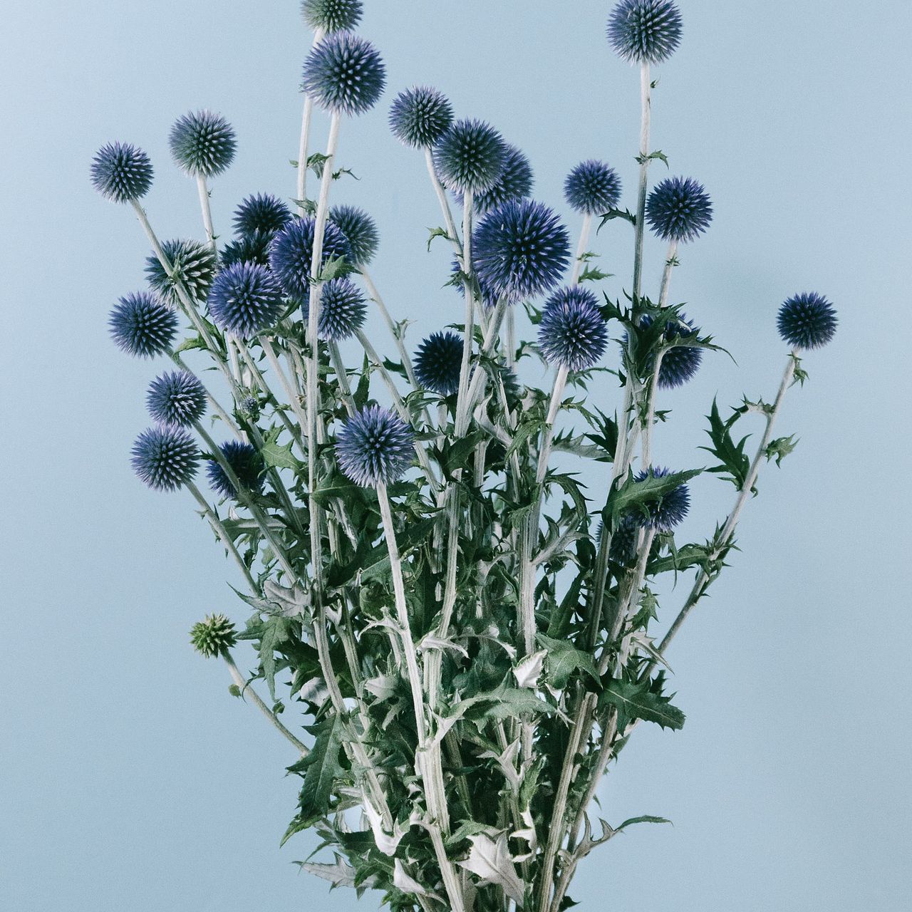 夏☀︎SALE！紫陽花とピンクのハーフリース　ルリタマアザミ 夏☀︎SALE！紫陽花とピンクのハーフリース ルリタマアザミ