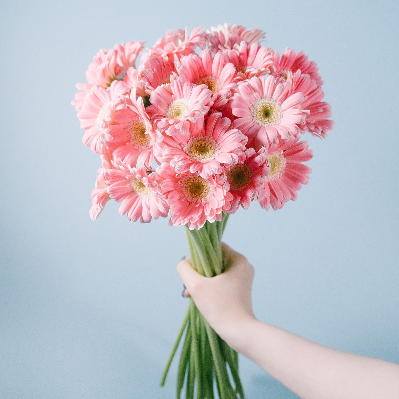 お試しガーベラ「ベビードール」（24本）