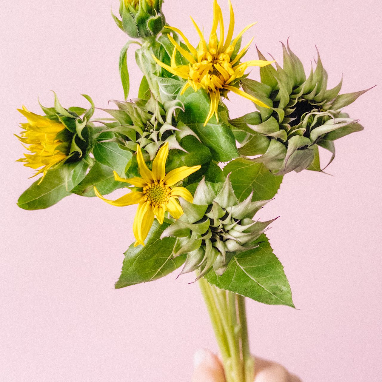 北海道の変わり咲きひまわり