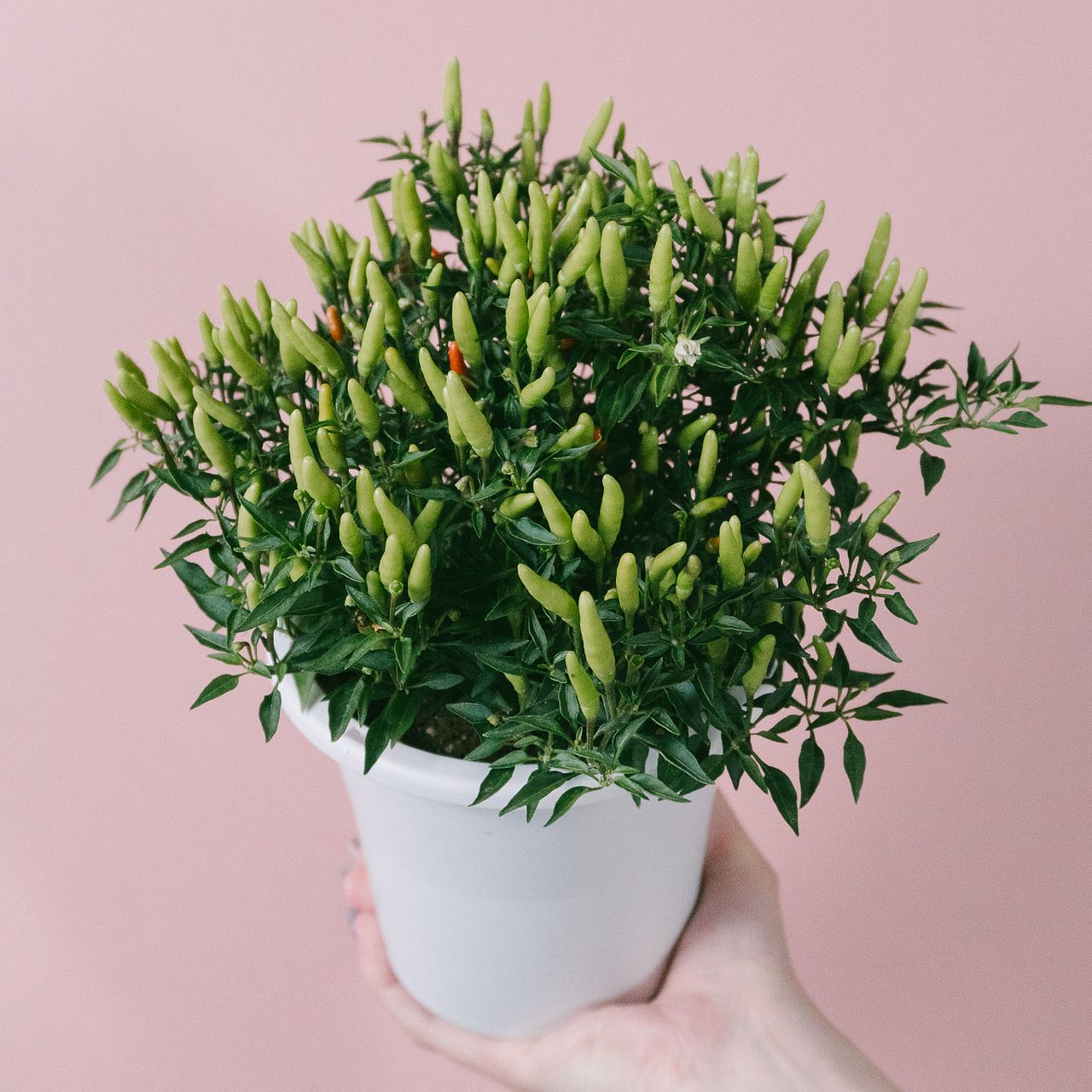 メキシカンチリペッパー