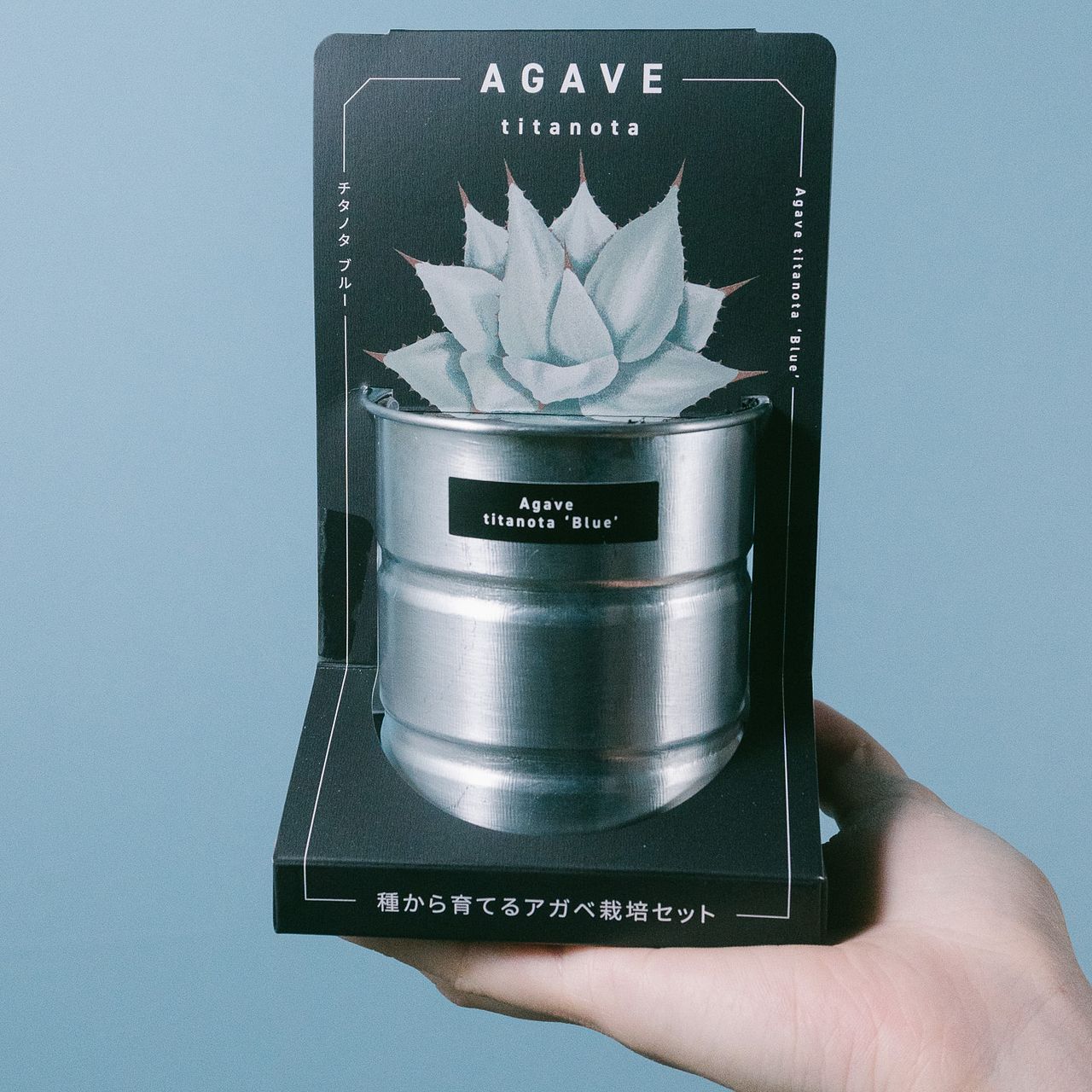 タネから育てるアガベ栽培セット