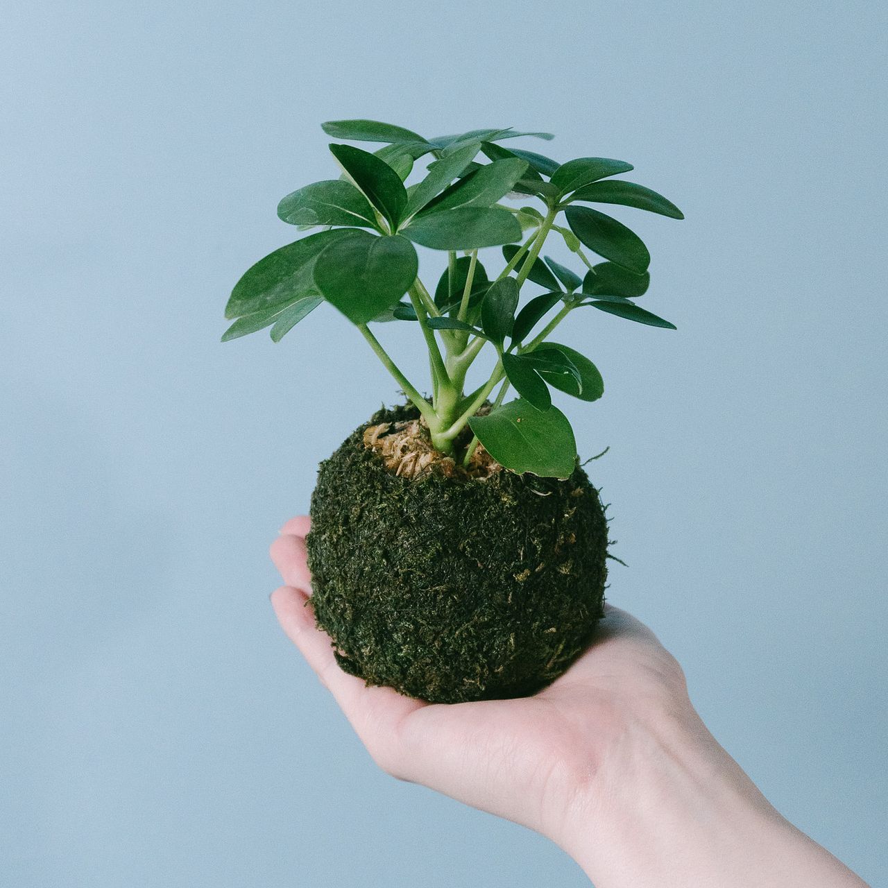 苔玉仕立てのおまかせ観葉植物