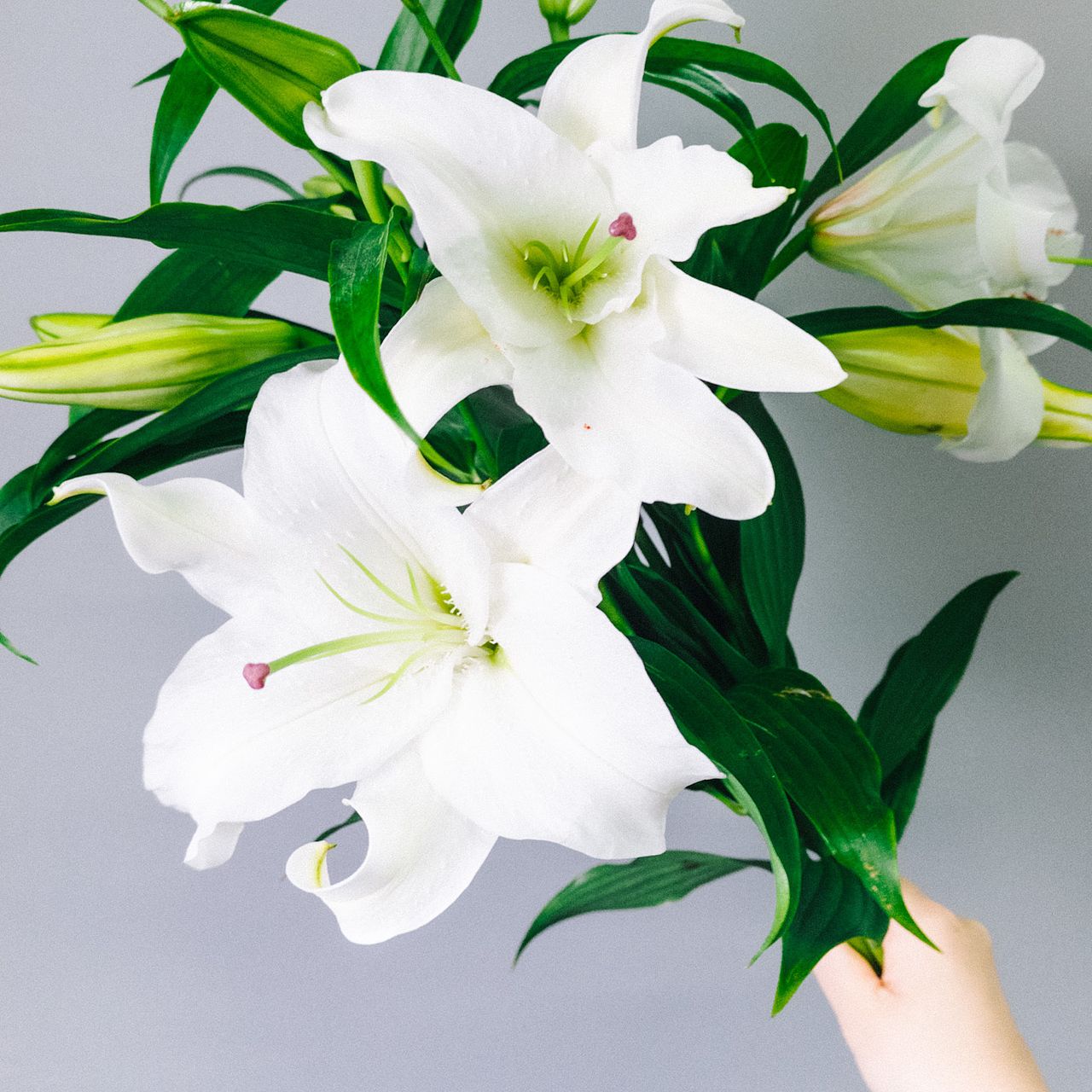 7月の誕生花ゆり「カサブランカ」