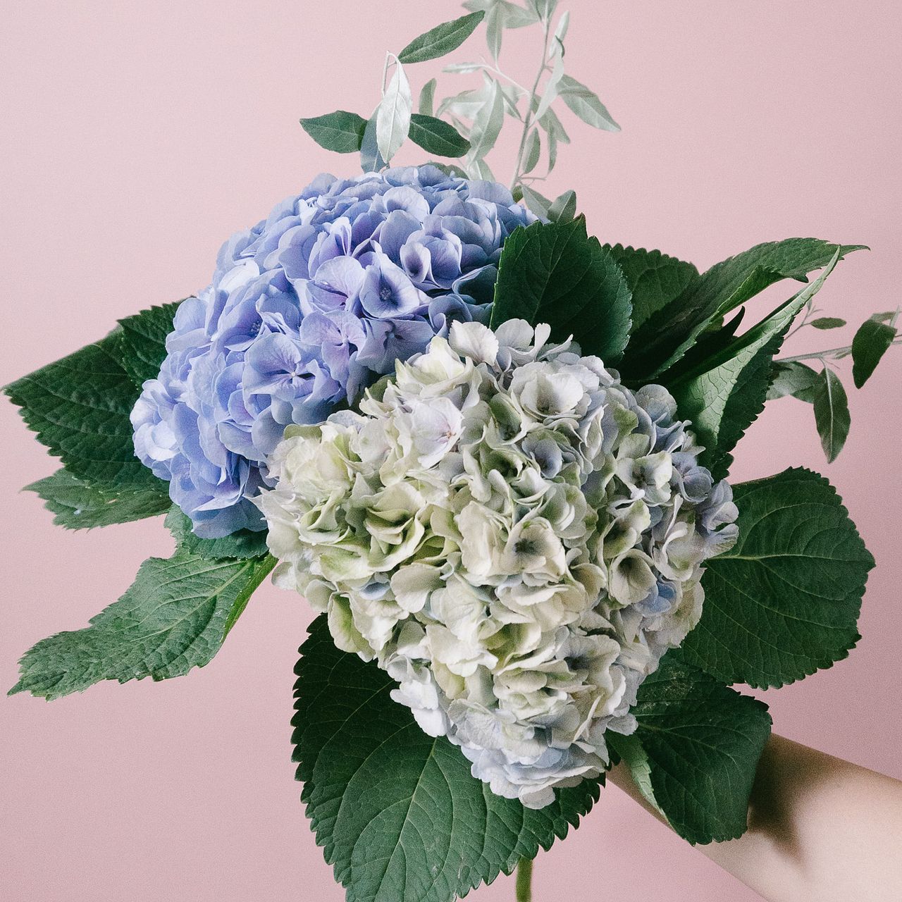 ニュアンスカラーの大きな紫陽花