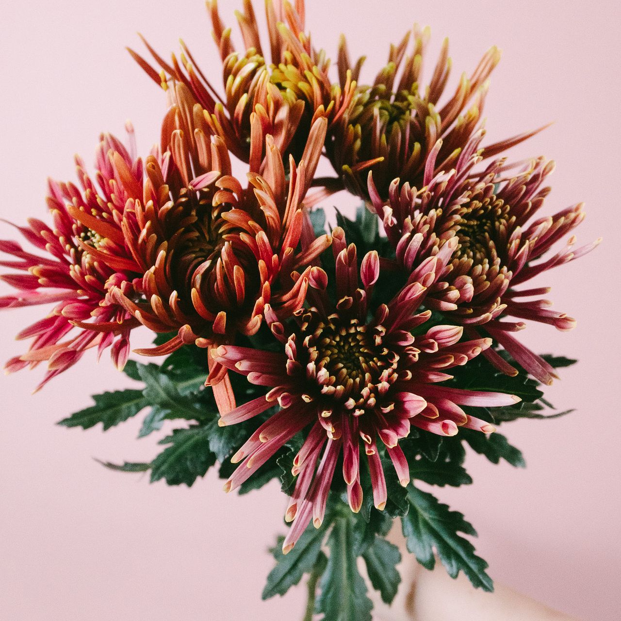 スパイダー咲きの大輪マム