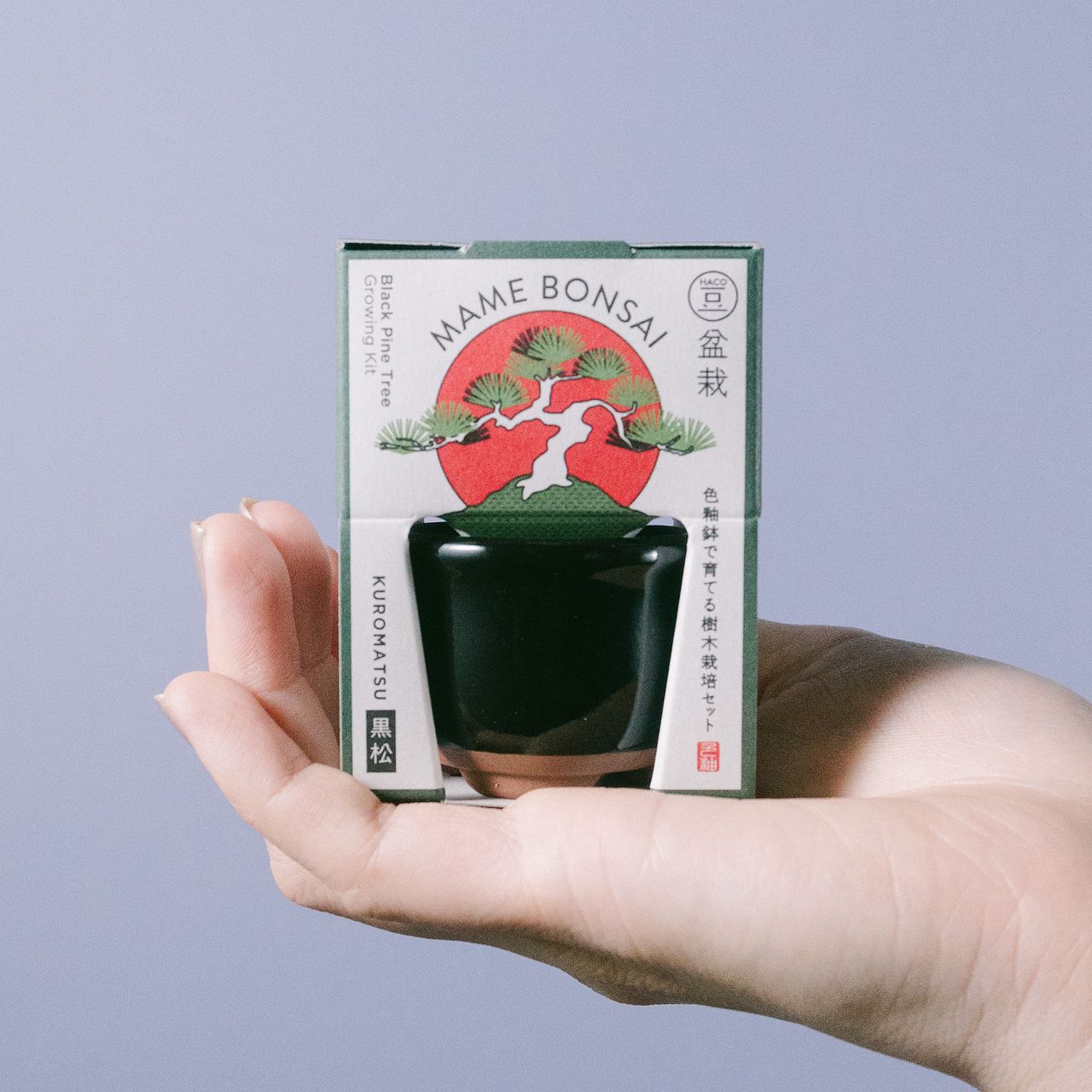 HACO MAME 盆栽栽培セット「黒松」