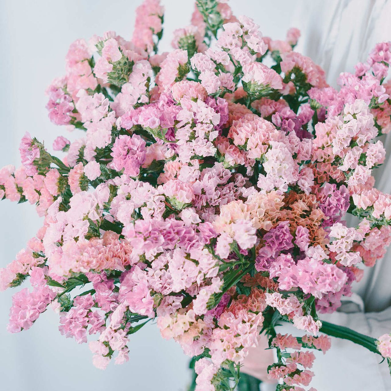 産直】北海道のおまかせスターチス（ピンク×オレンジ）