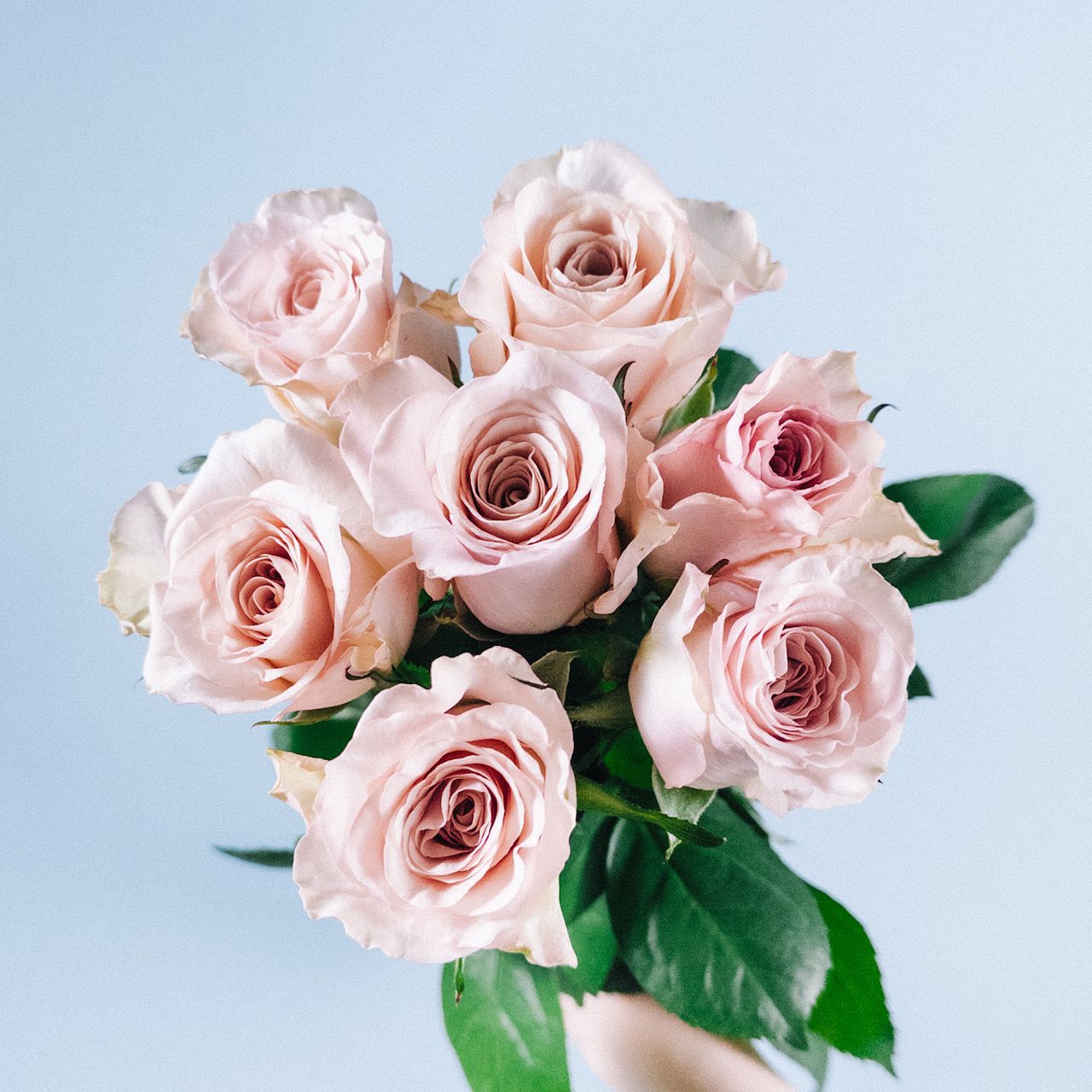 お試しローズ「クリスタルドレス」