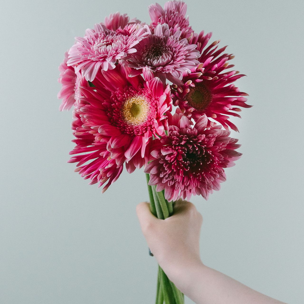 たっぷりラブリーガーベラ（14本入り）