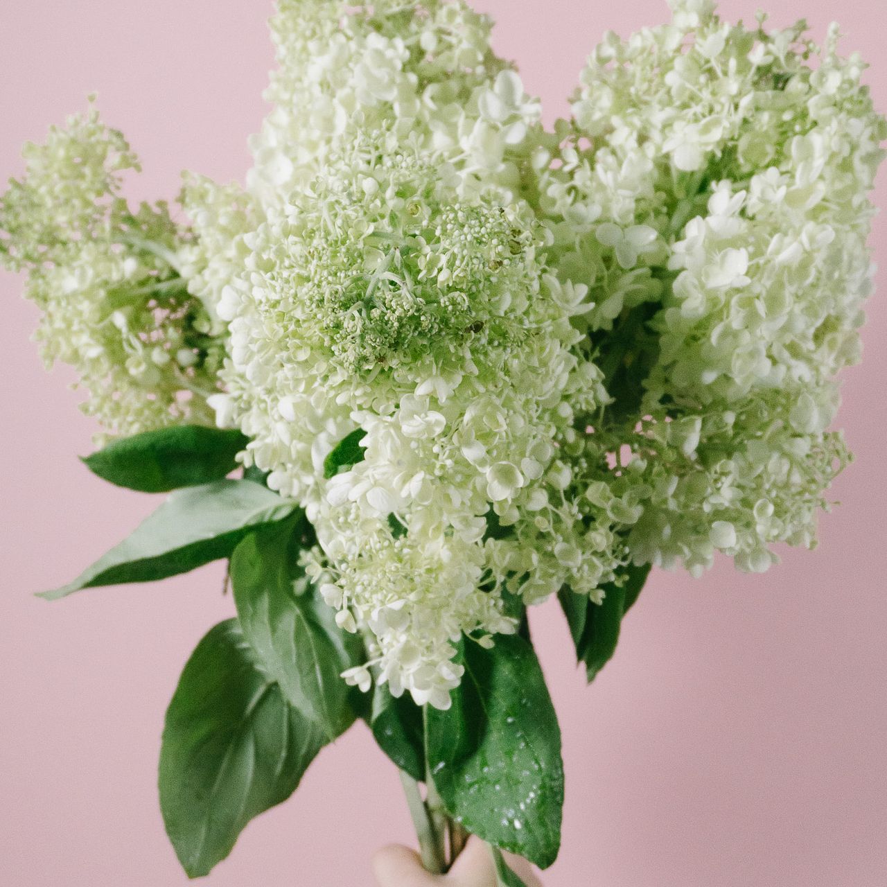 ピラミッド紫陽花