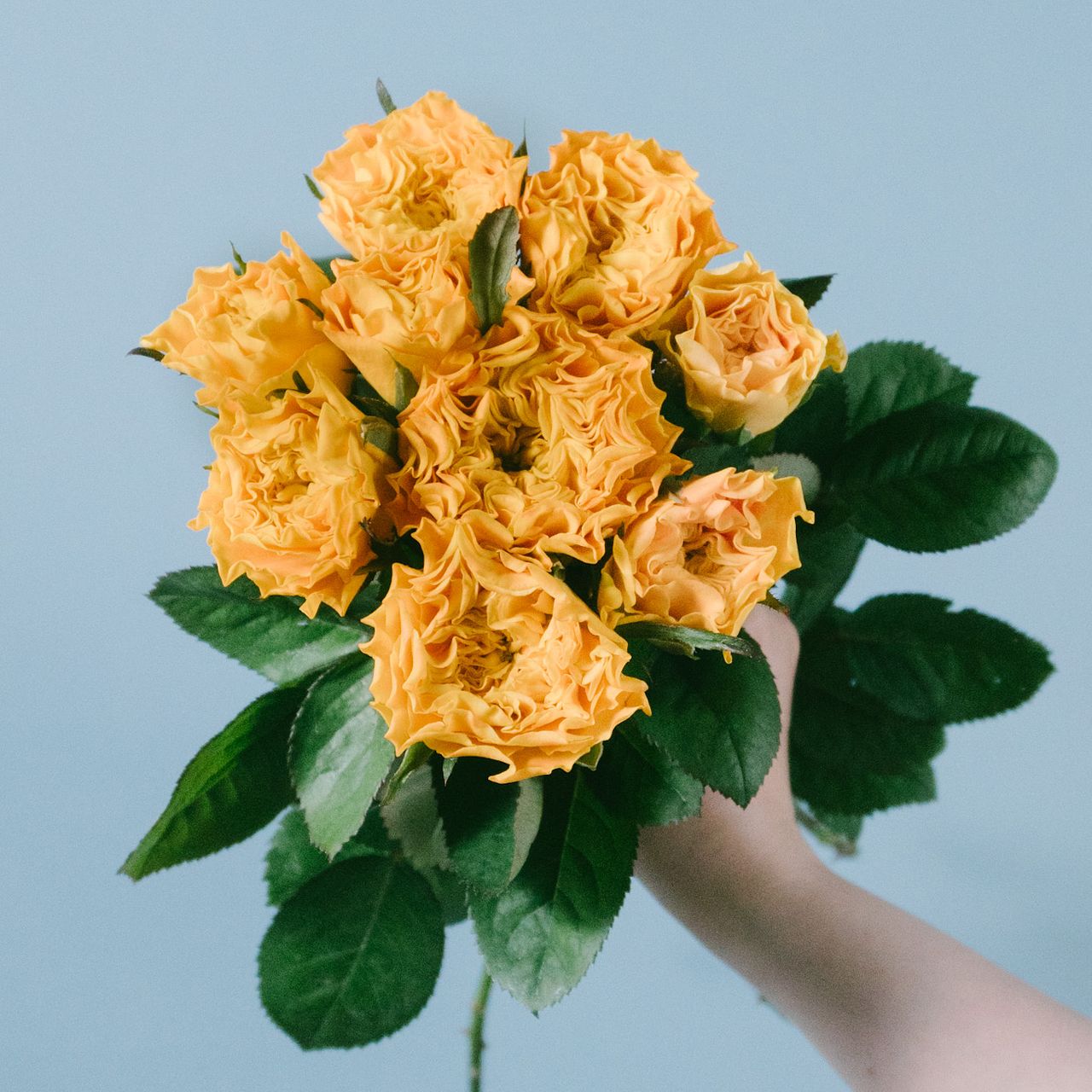 ばら「マンゴーリーバ」