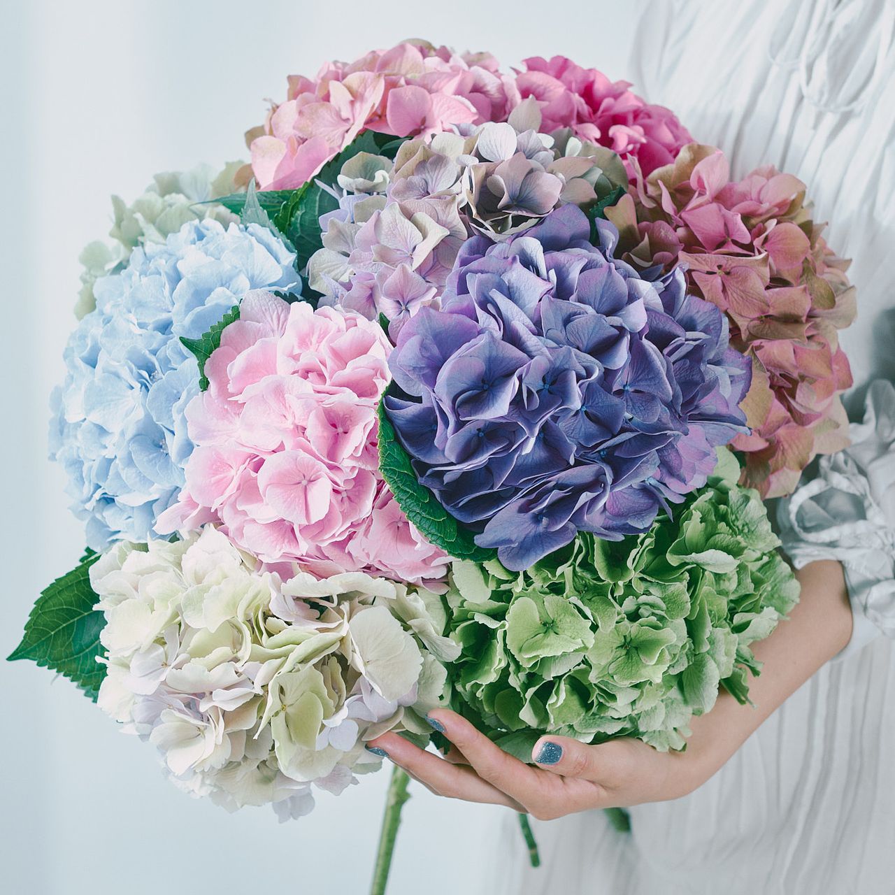 菜の花ページ 産直】アキバナーセリーの特大紫陽花（おまかせ2本）