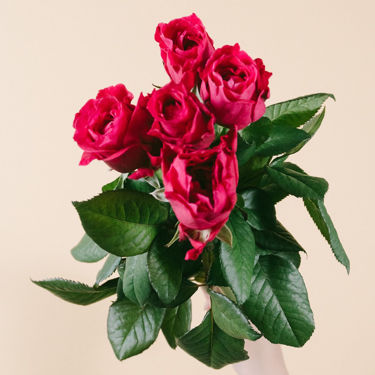 【中古】 野の花のように/ハーパーコリンズ・ジャパン/ジェシカ・セント・ジェームズ ウェッソン “無地”［リラパープル］：セントジェームス