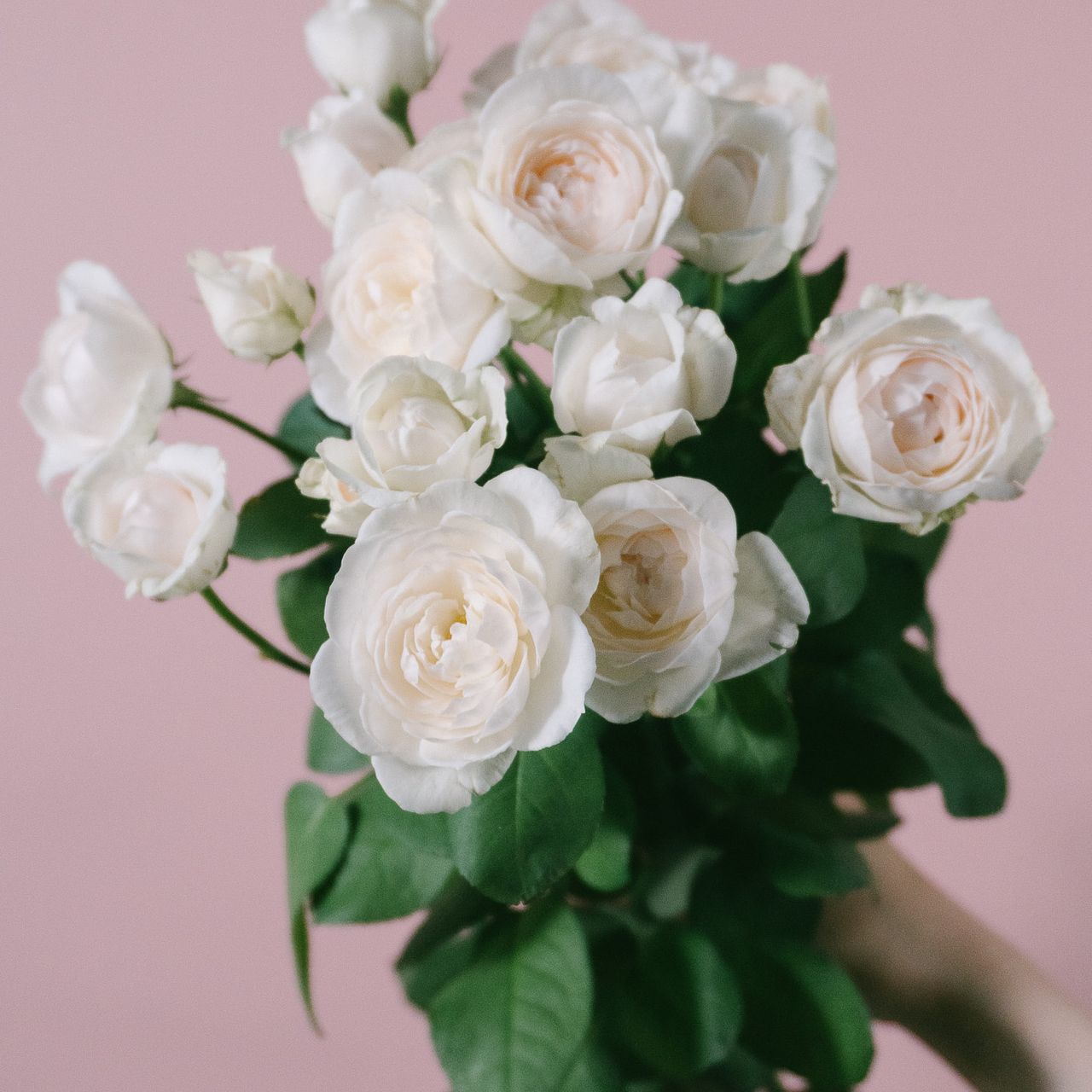 フアン・デ・アレリャーノ、花、超希少、新品額付、状態良好 デスティニーローズ(1本立ち)/エクセレントブルー （プリザーブド