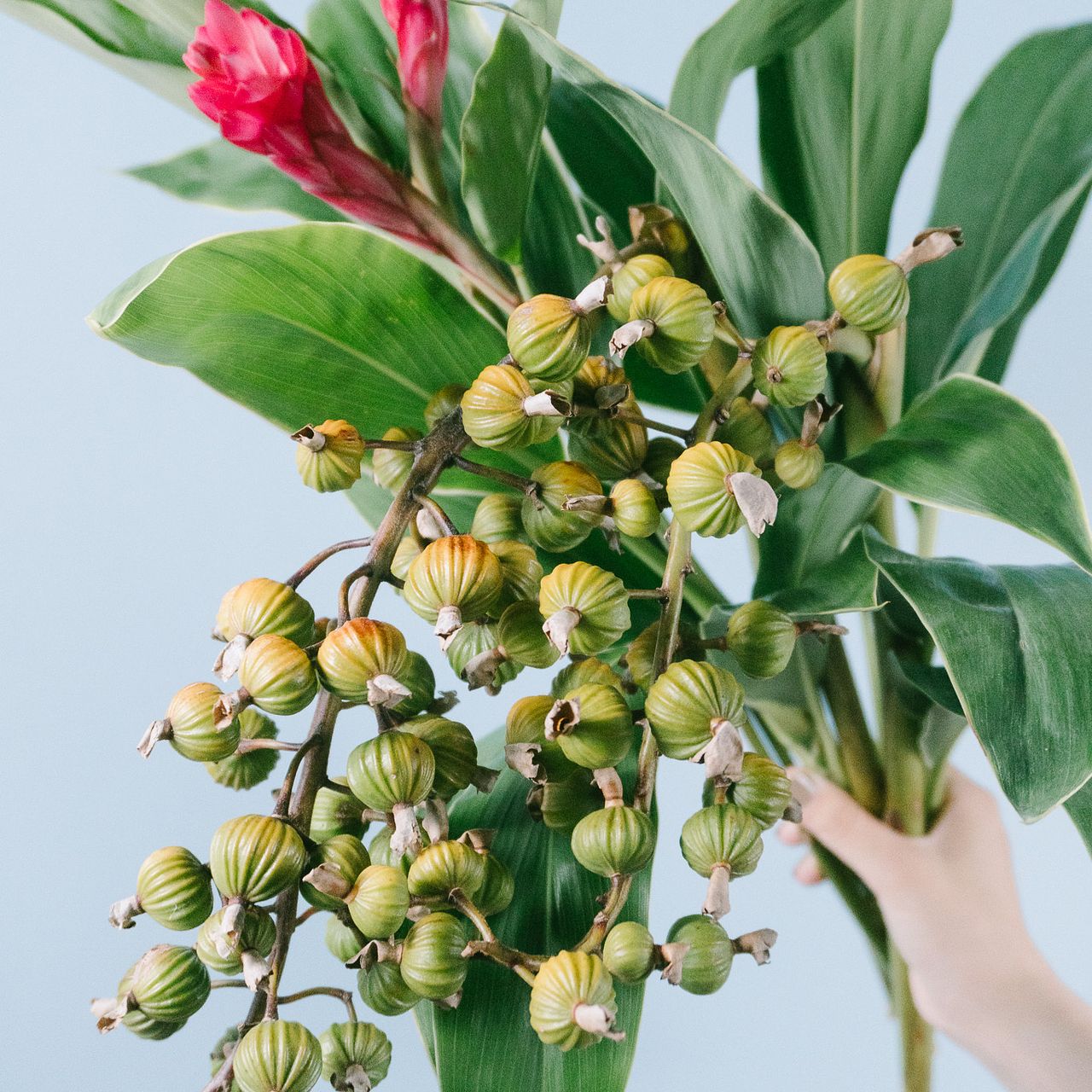 専用お作りします 月桃 実 ★ 生花 花材 リース キャンドル ポプリ 秋 沖縄 ドライフラワー 】 ゲットウの実 ・ 月桃の実 / 国産 花材