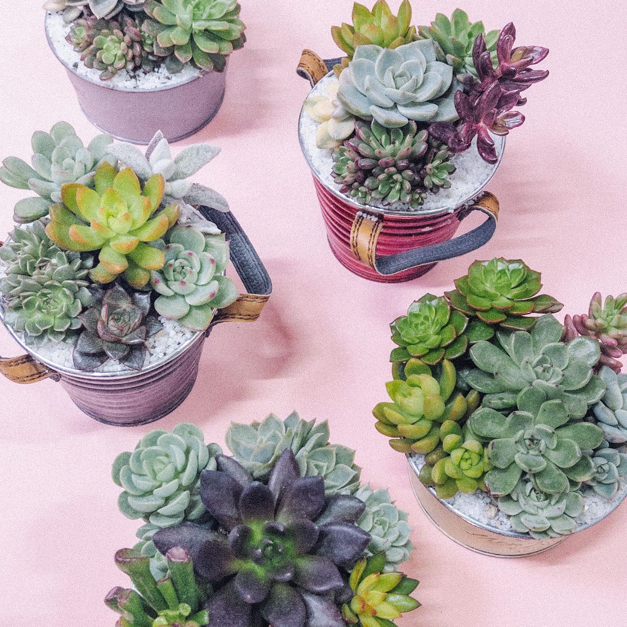 おまかせ寄せ植え多肉植物
