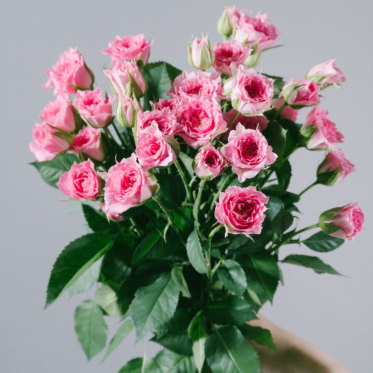 スプレーバラ「カンタービレ」