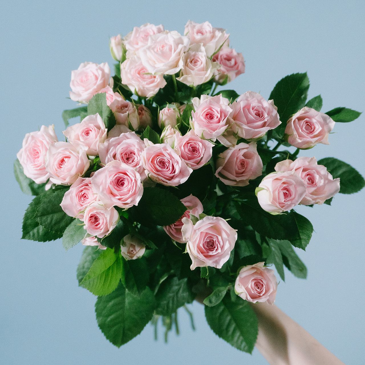 スプレーバラ「ストロベリーワルツ」