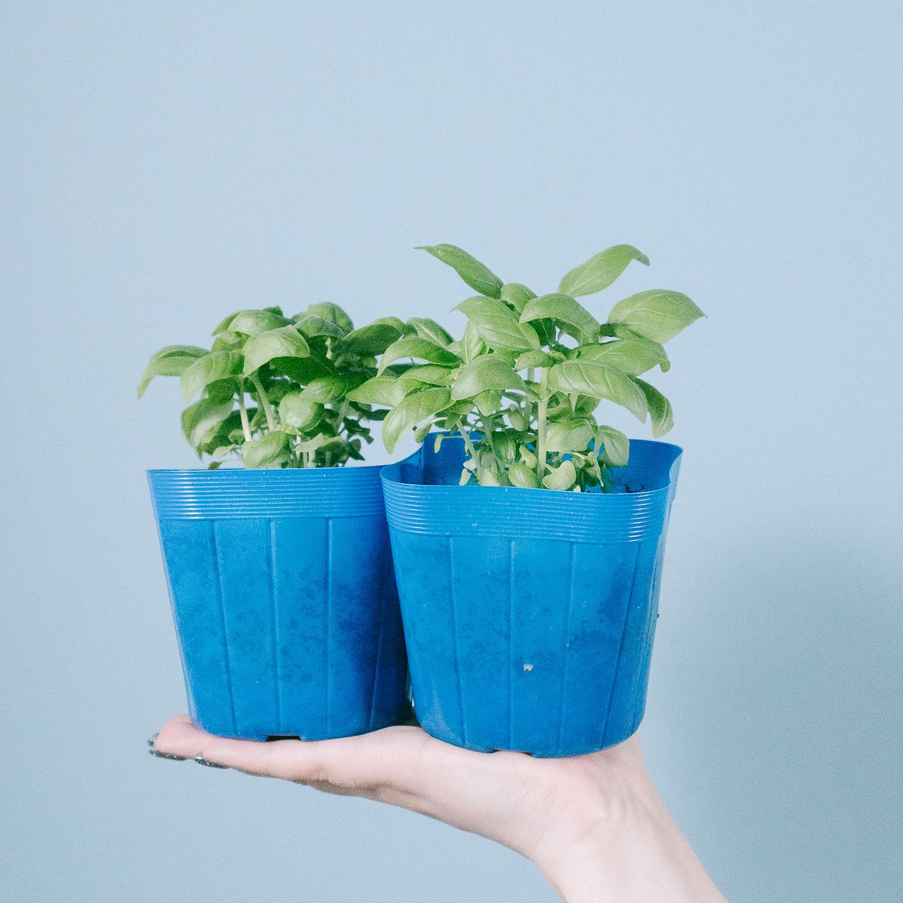 育てて食べよう「スイートバジル」（2鉢）