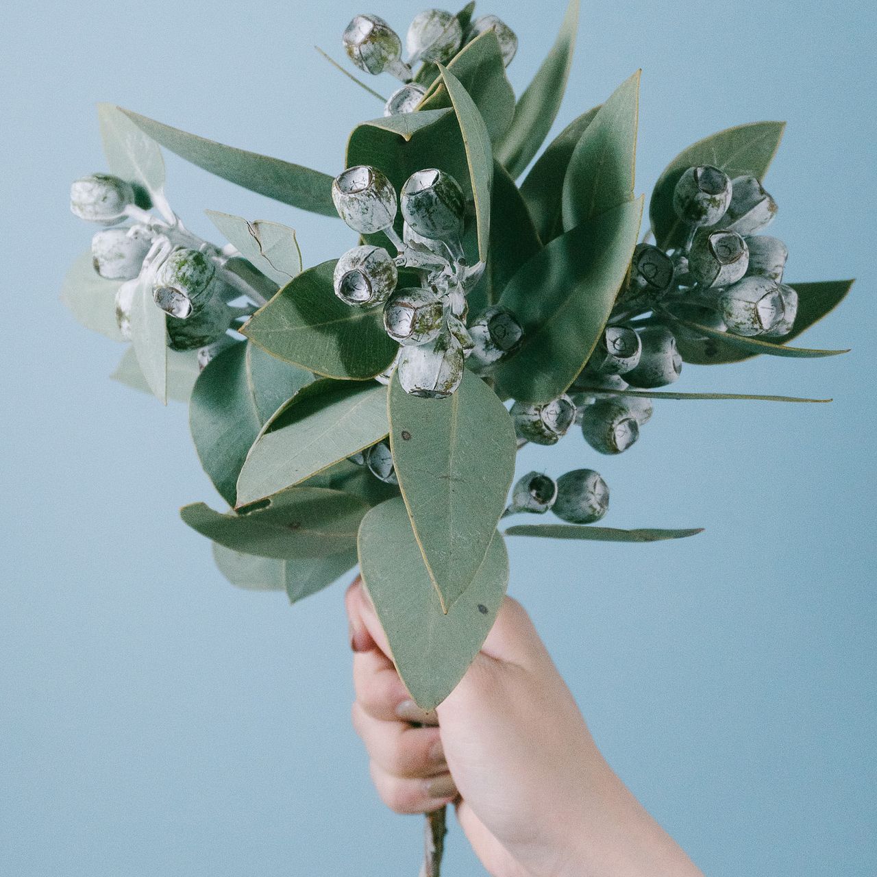 テトラゴナナッツのスワッグ