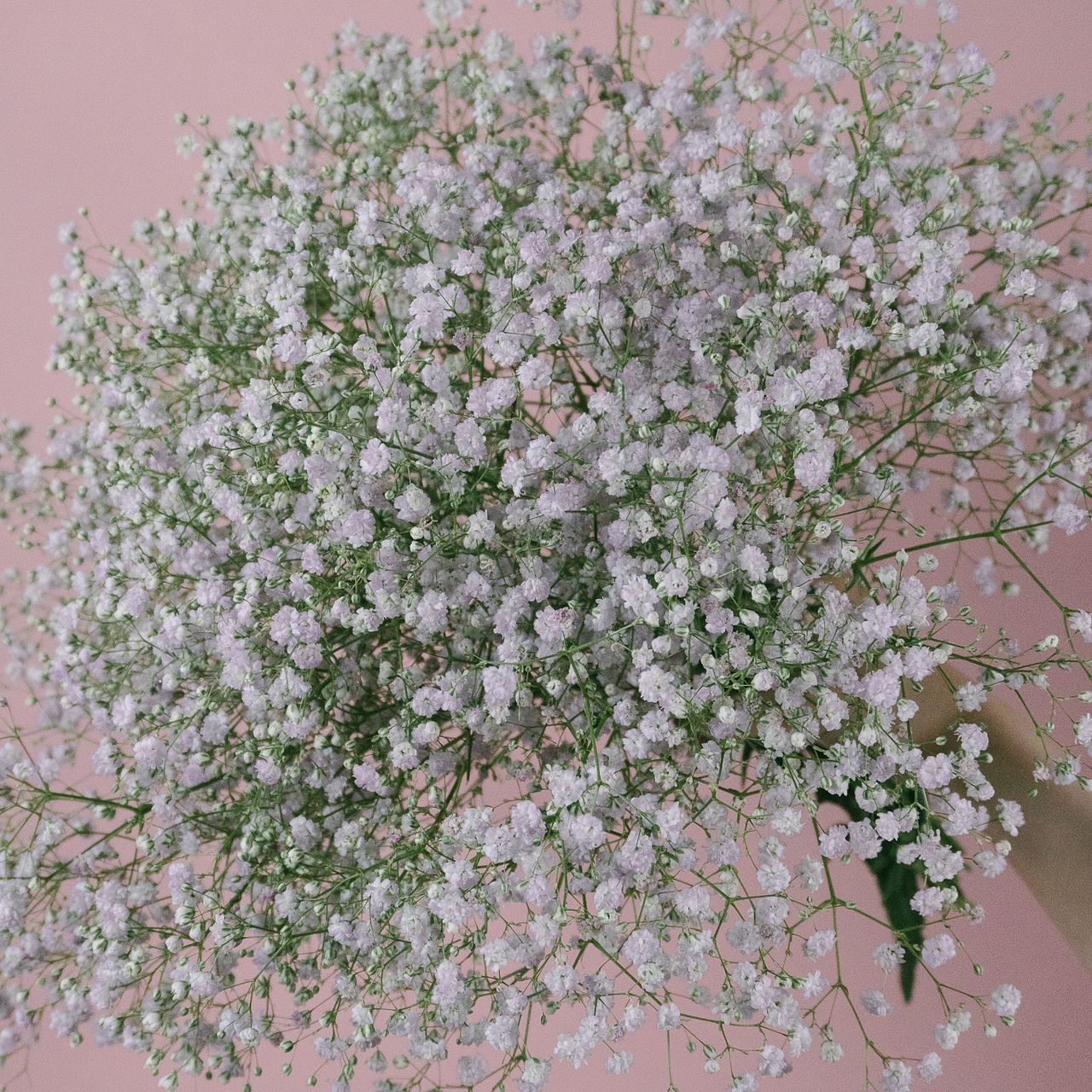 希少！自然ピンクのかすみ草「マイピンク」