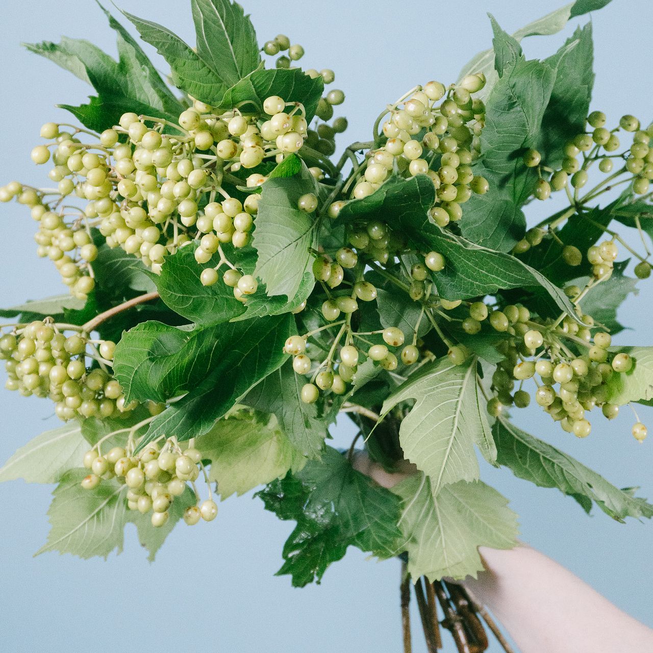 季節の実 ビバーナム「コンパクタ」