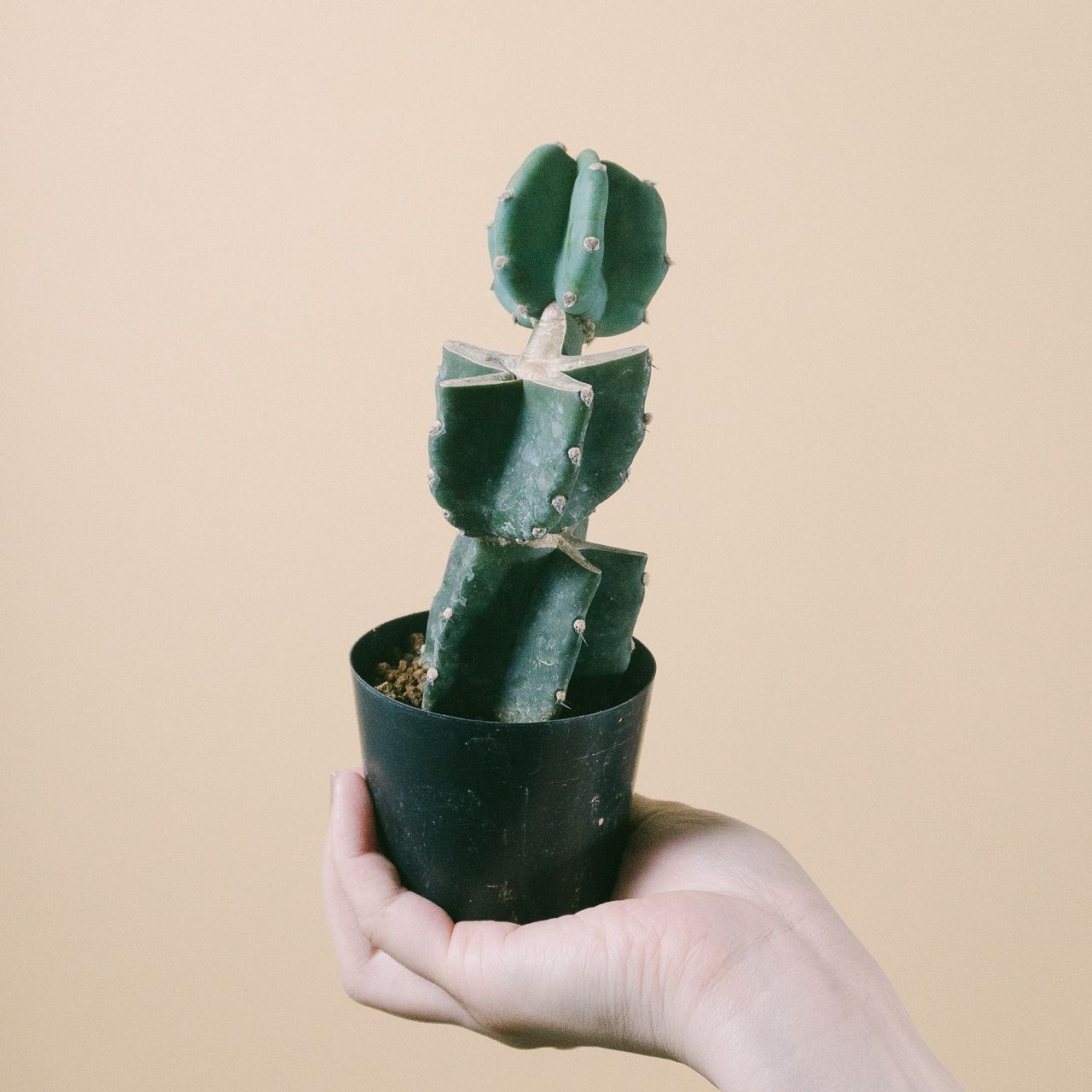 large_91f97543-4cfe-4350-b9b5-