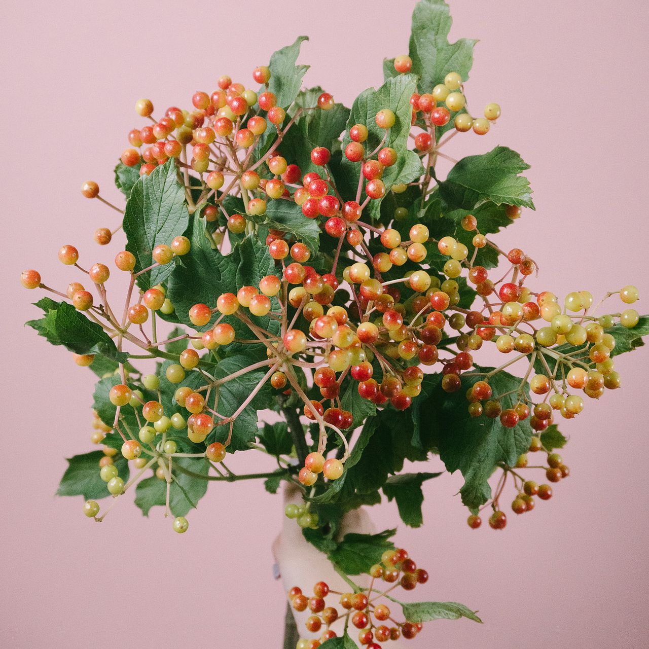 ほんのり赤いビバーナムコンパクタ