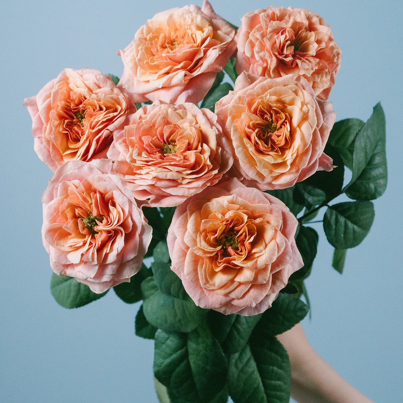 お試しローズ「ケンジントンガーデン」