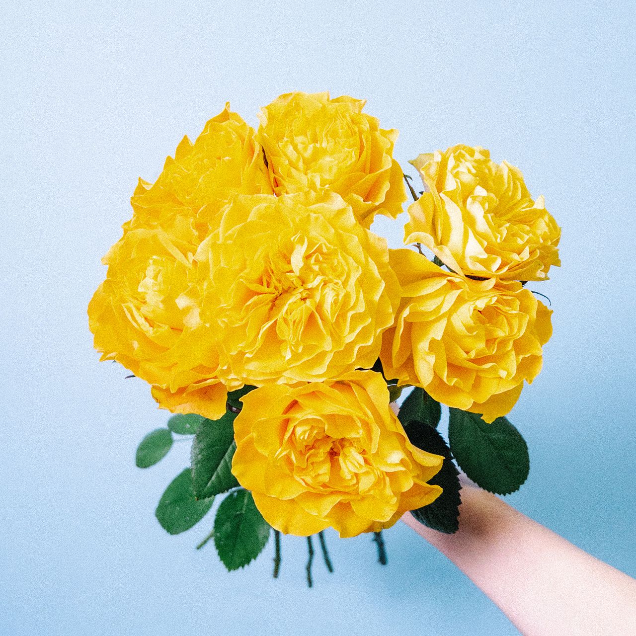 マンゴーリーバ