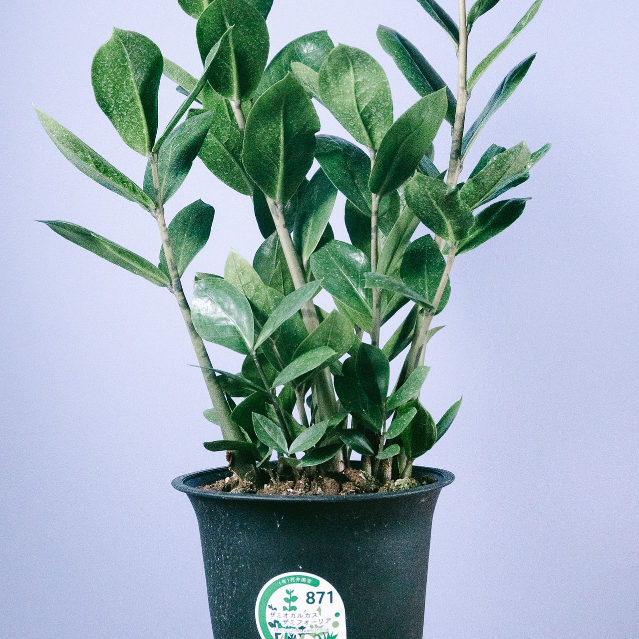 ザミオクルカス・ザミーフォリア ザミオクルカス「ザミフォーリア」