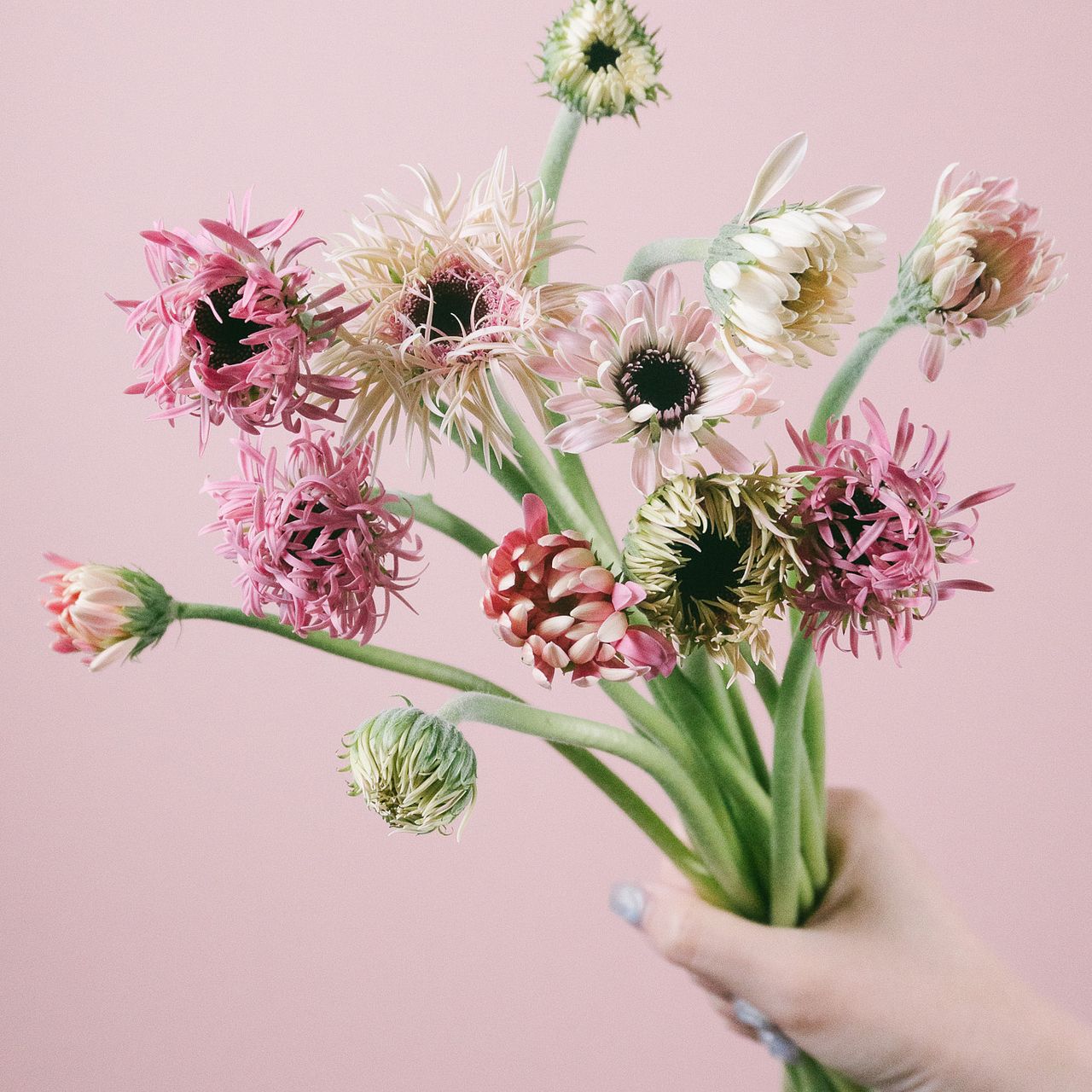 ガーベラのつぼみ「Girly Pink」