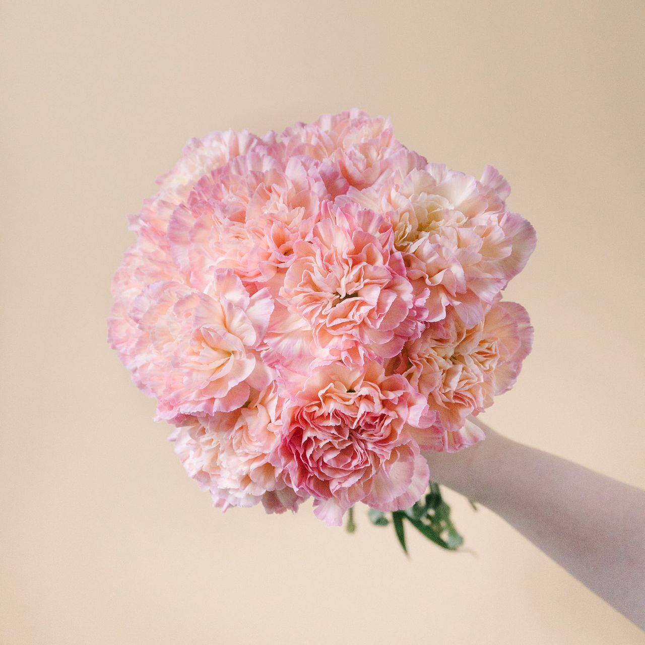 カーネーション「オレンジミナミ」