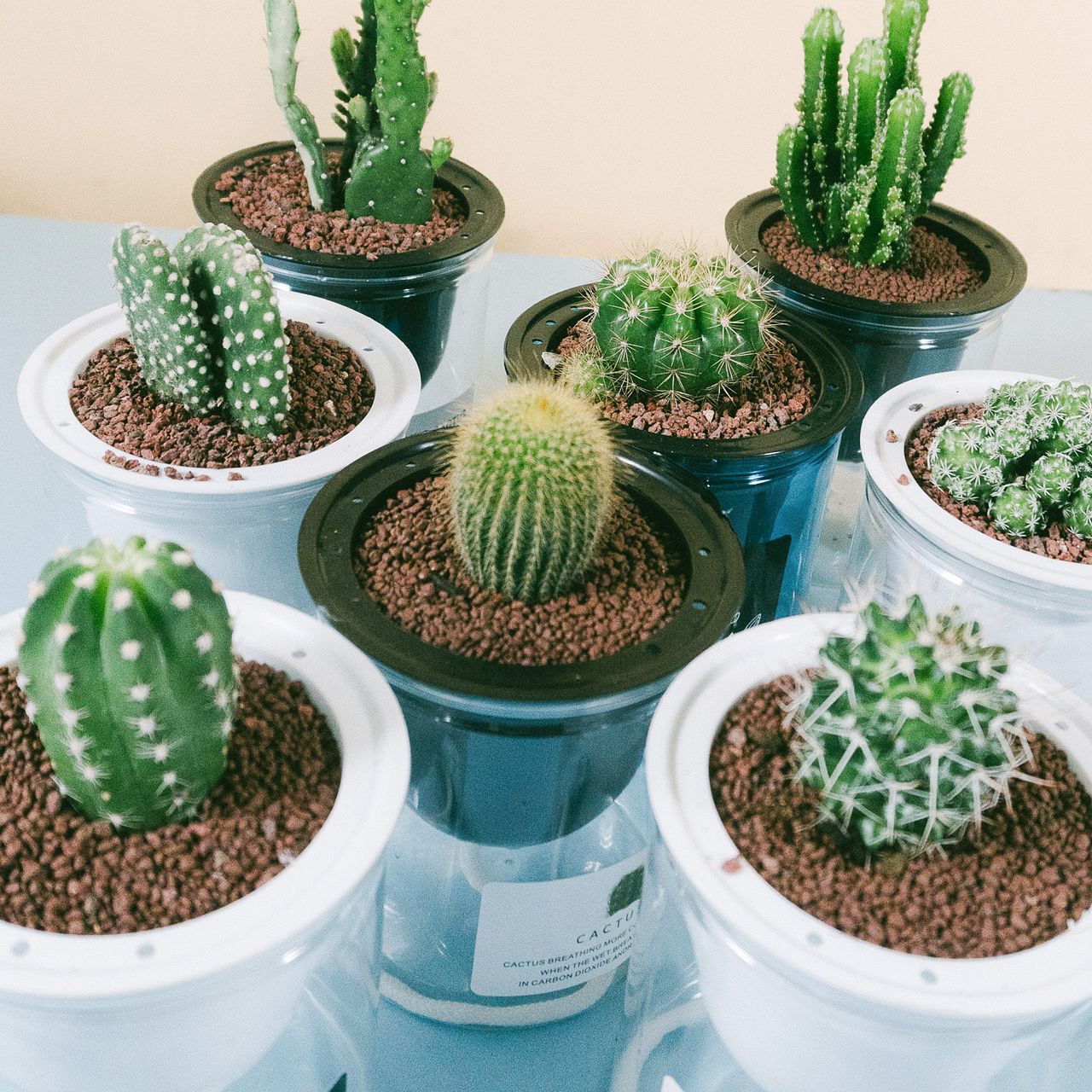 水栽培で育てるおまかせサボテン（1個）