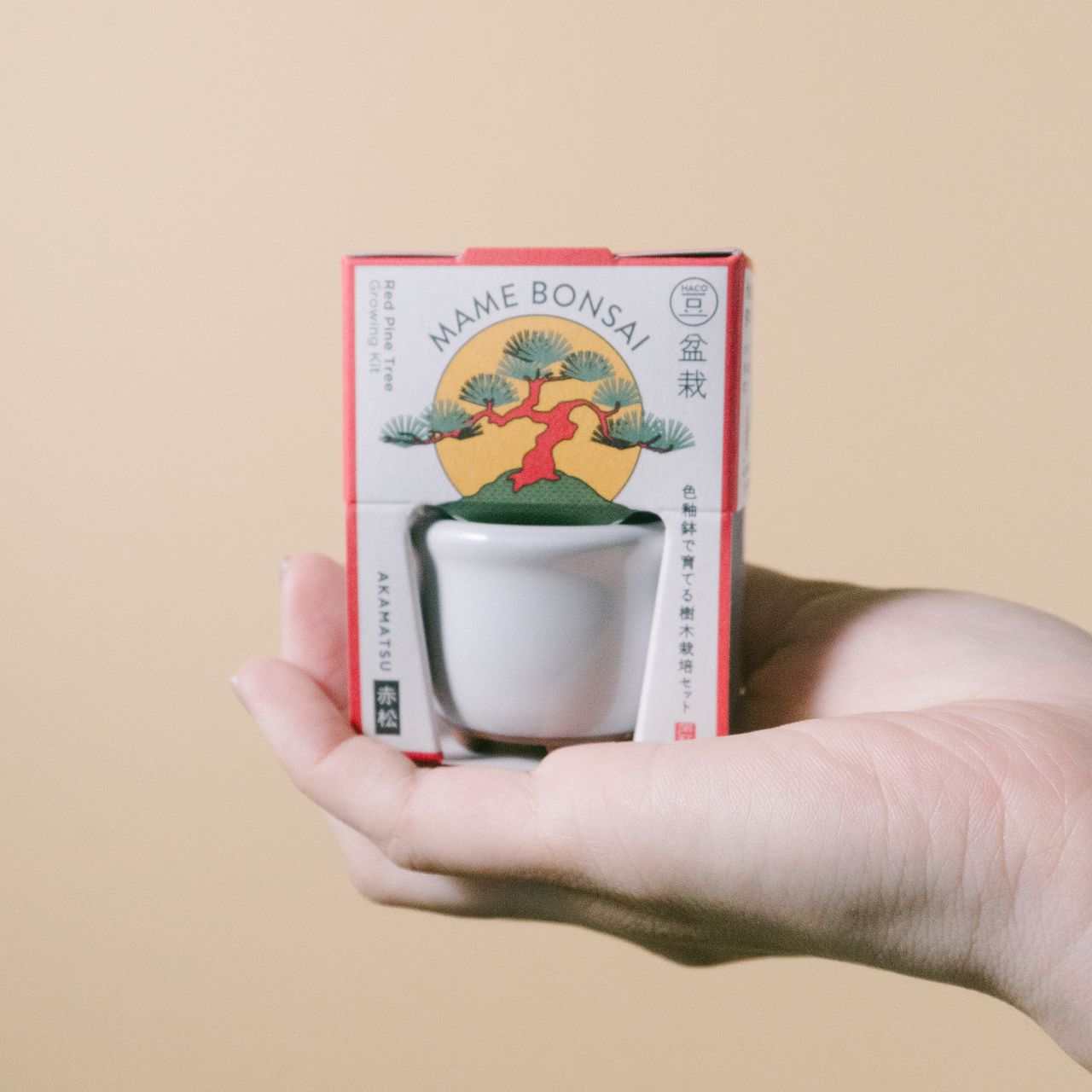 HACO MAME 盆栽栽培セット「赤松」