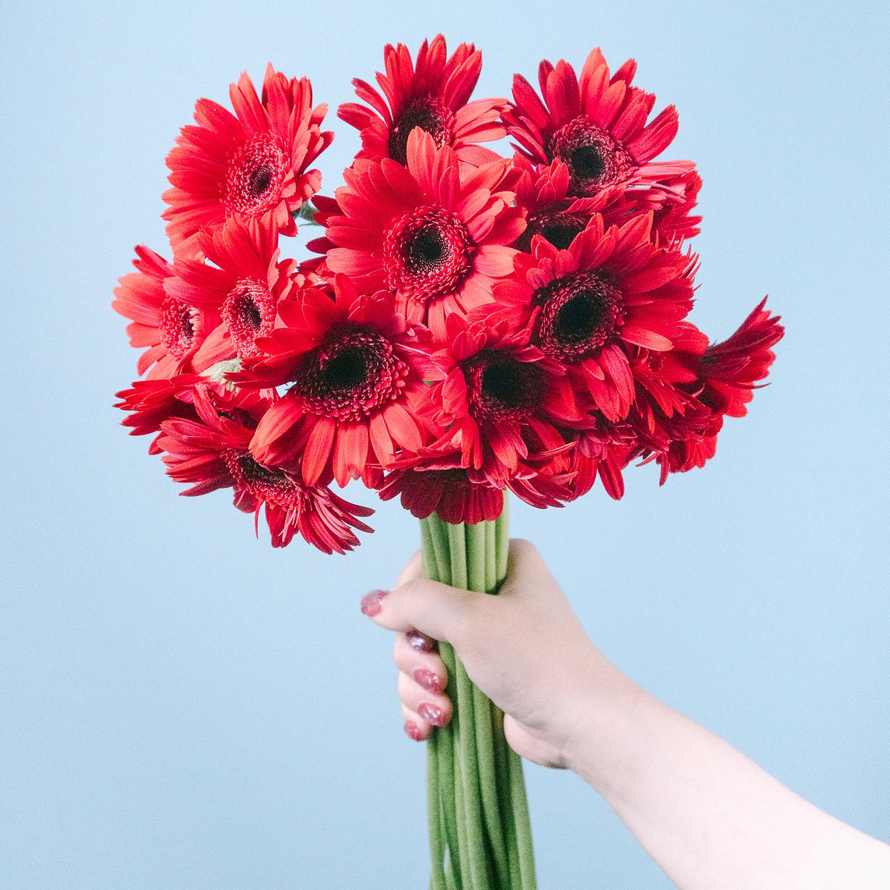 ガーベラ赤　　ご予約　　２本 赤いガーベラのブーケ – LIFFT