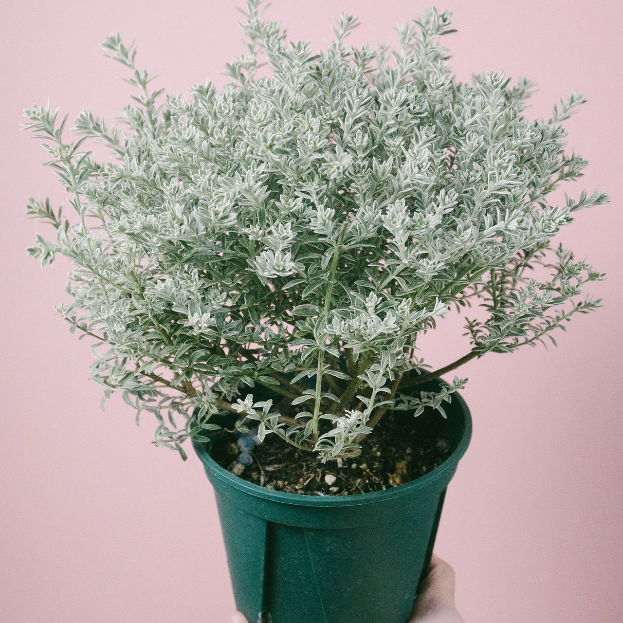 large_08cd6e13-fe7a-4fa9-81a3-