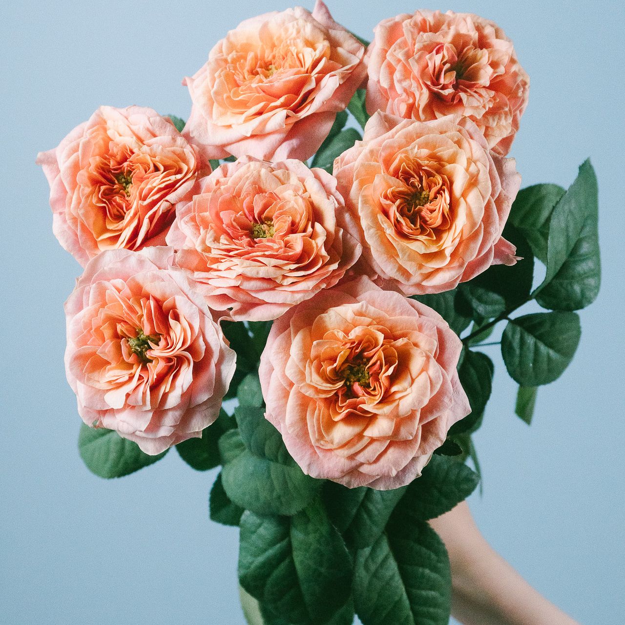 フェントン　バスケット　ローズガーデン Fenton Glass Bride Basket Raffled Lavender Blue Opalescent Cabbage