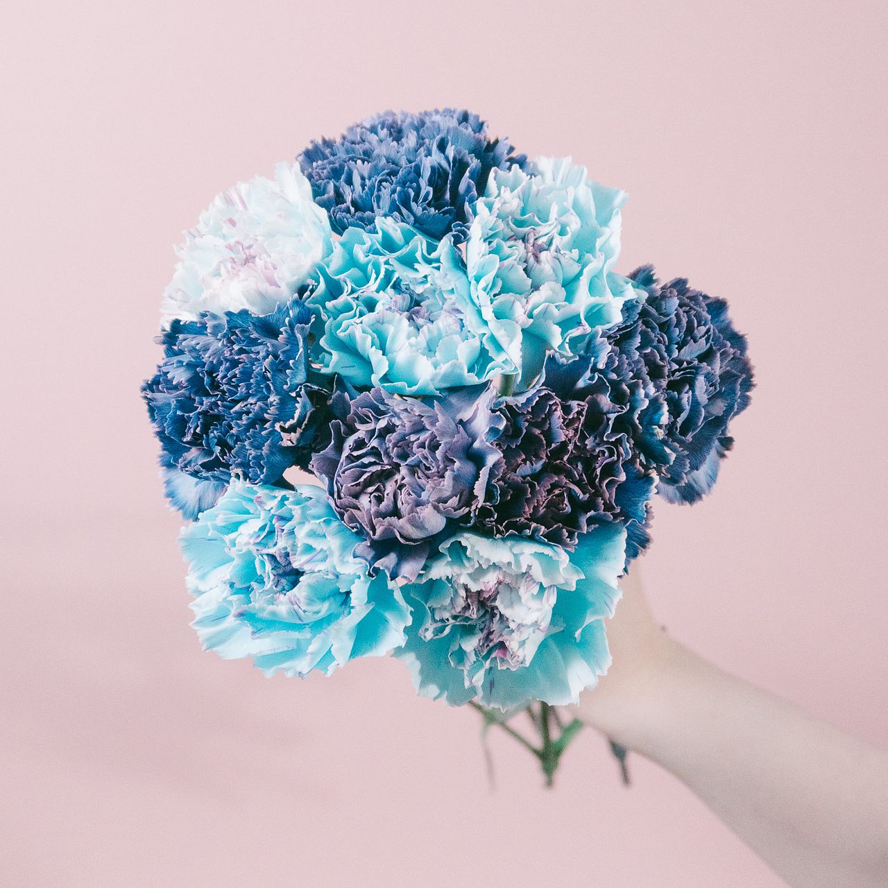 ミックスブルーのカーネーション