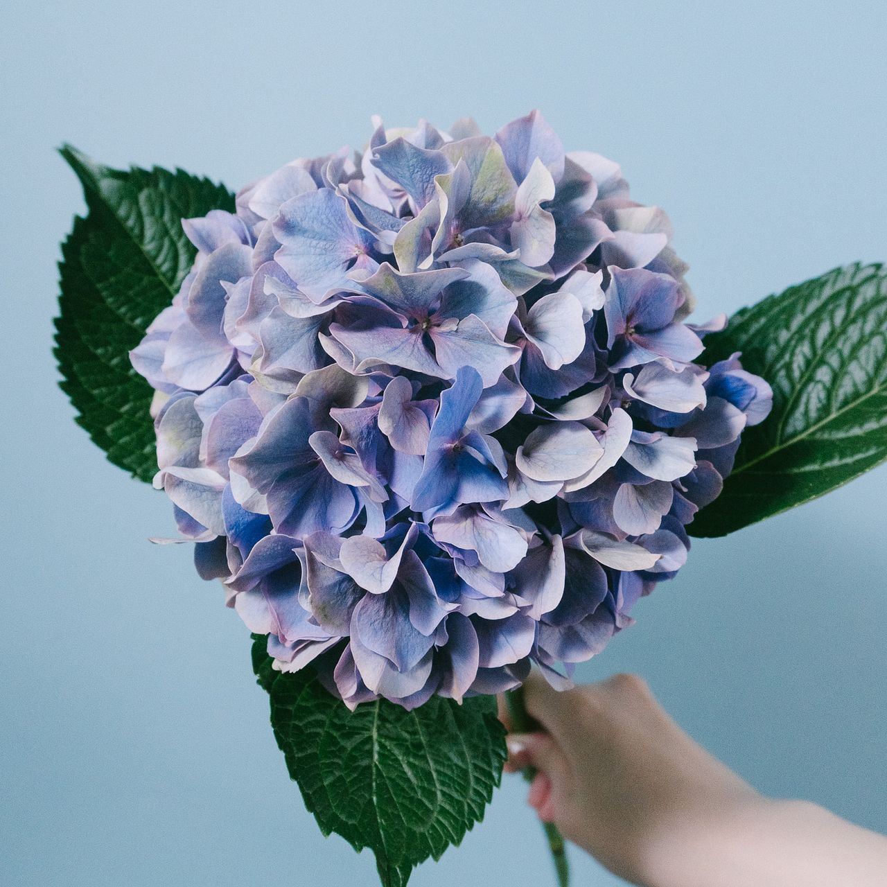 アンティーク紫陽花（1本）