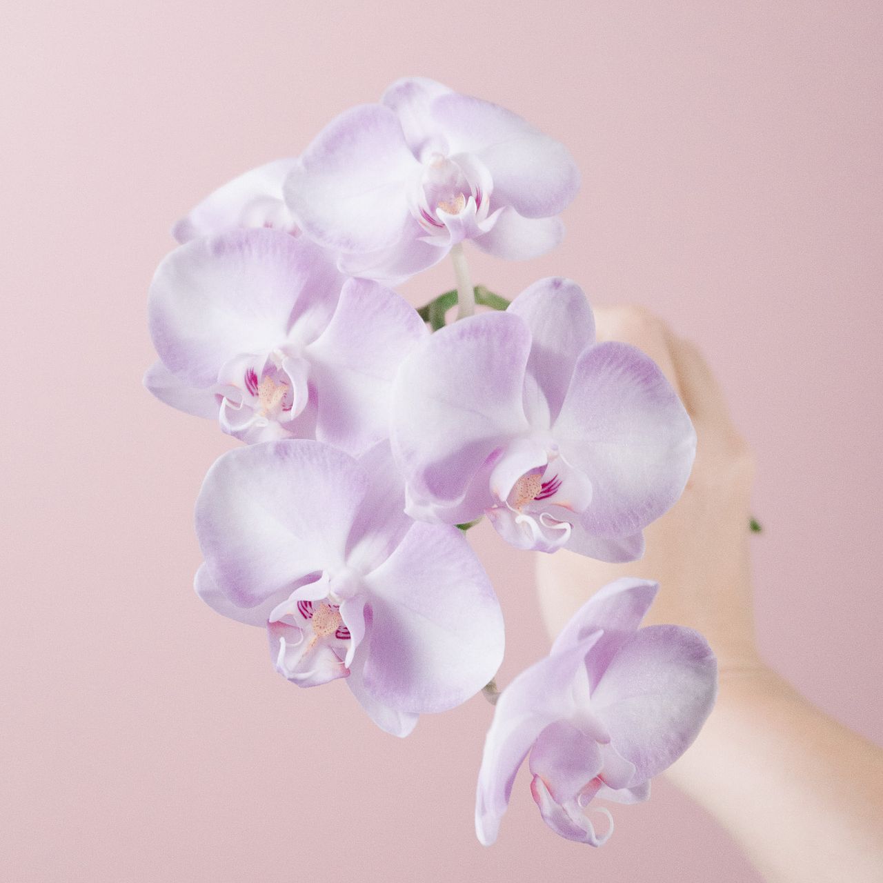 ファレノ「スウィートピンク」