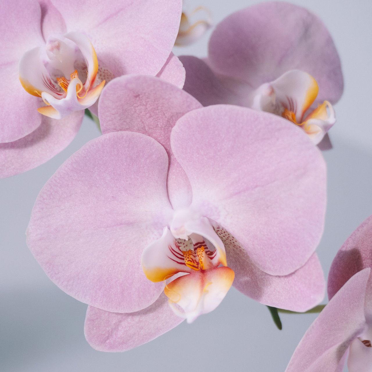 名前のないファレノ