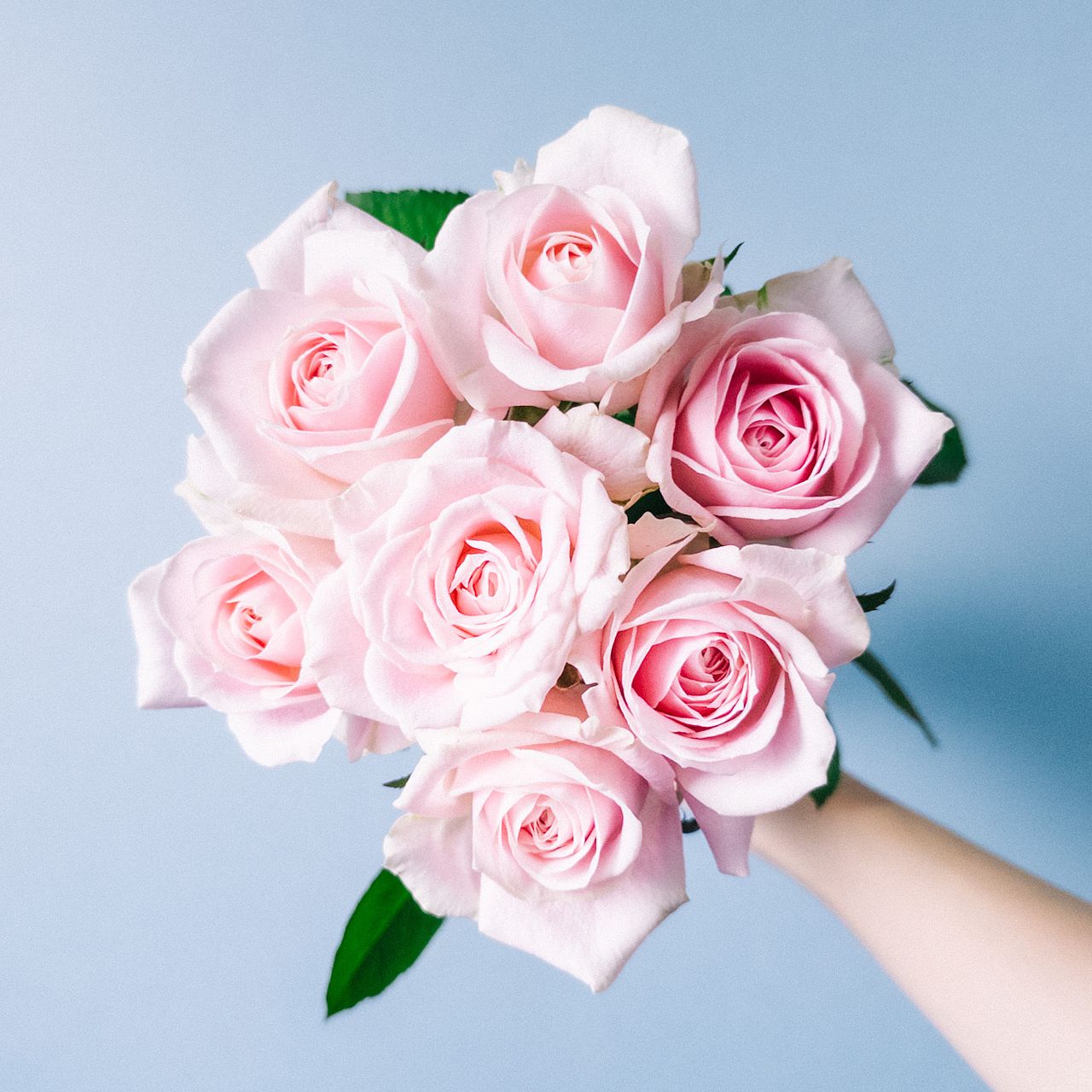 お試しローズ「スイートアバランチェ」