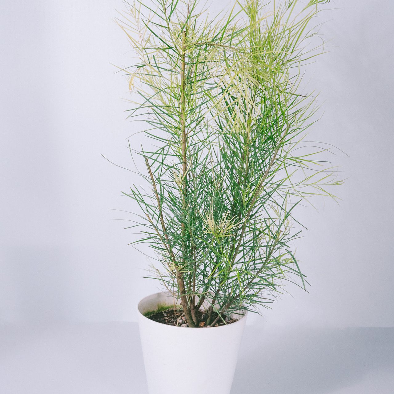 large_7f5335e8-e437-42ec-acc1-