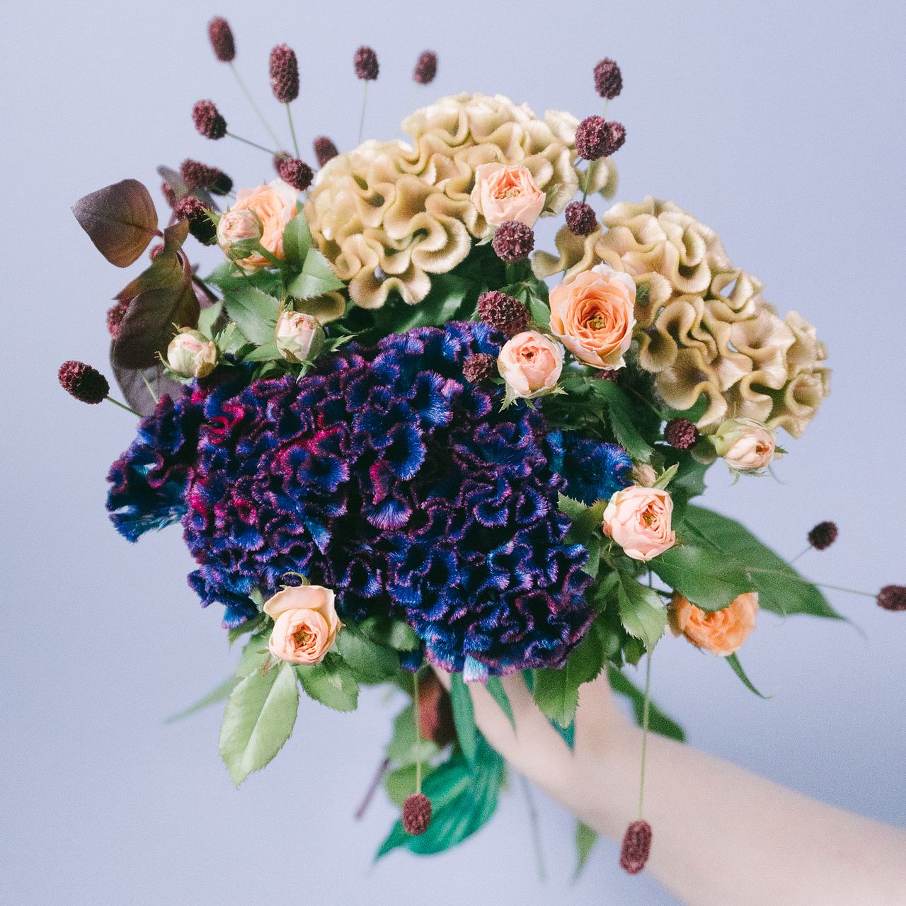 ベルベットのケイトウ