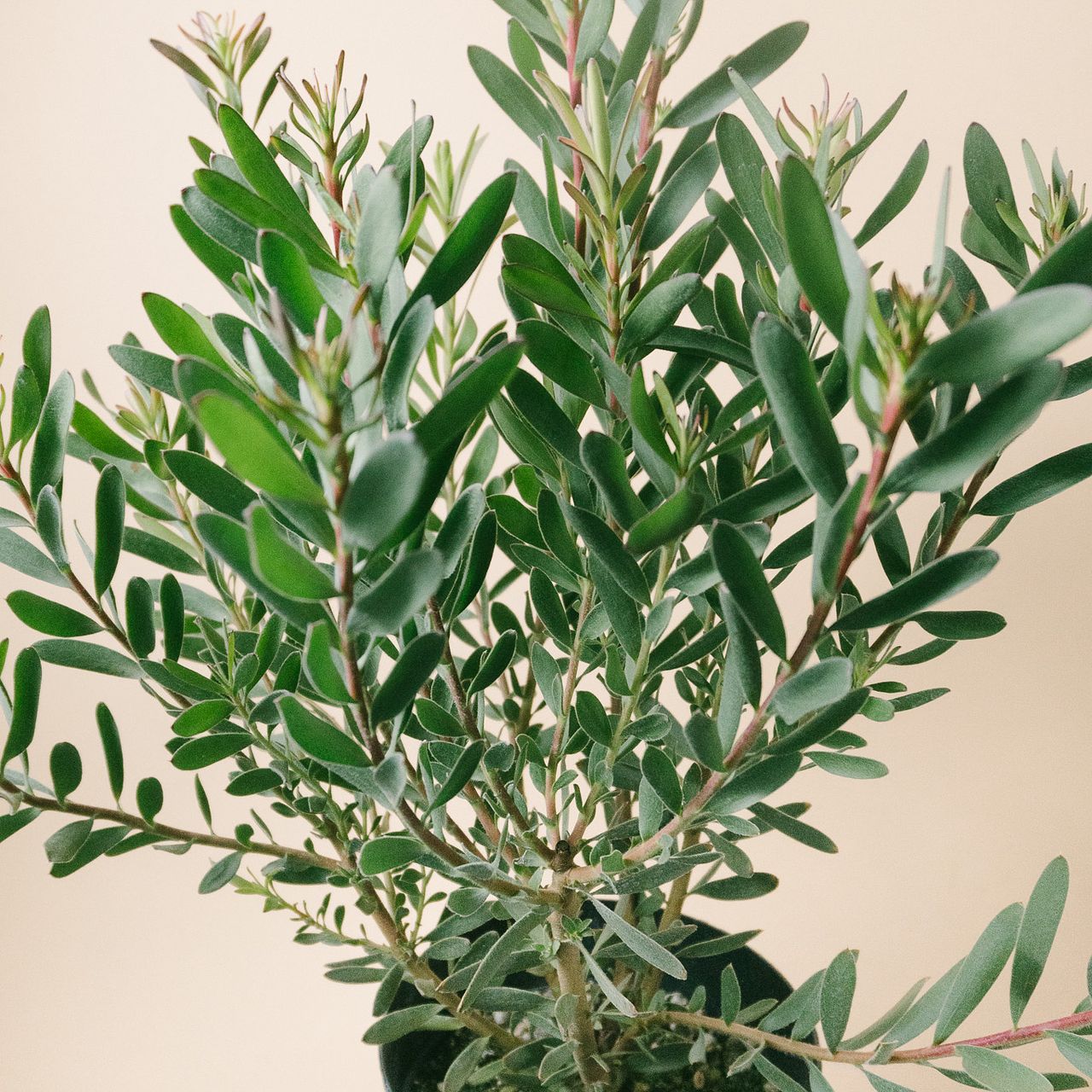 リューカデンドロン「サファリサンセット」