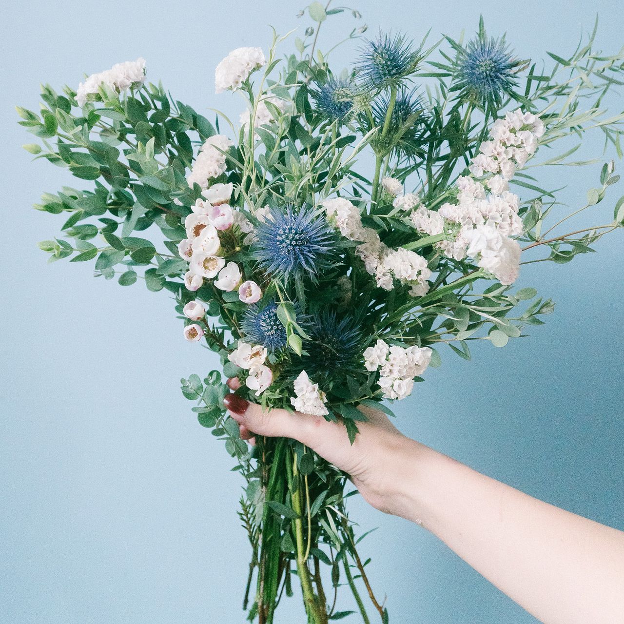 新芽の美しいユーカリ香るプロテアのコロンとしたナチュラルスワッグ 新芽の美しいユーカリ香るプロテアのコロンとしたナチュラルスワッグ