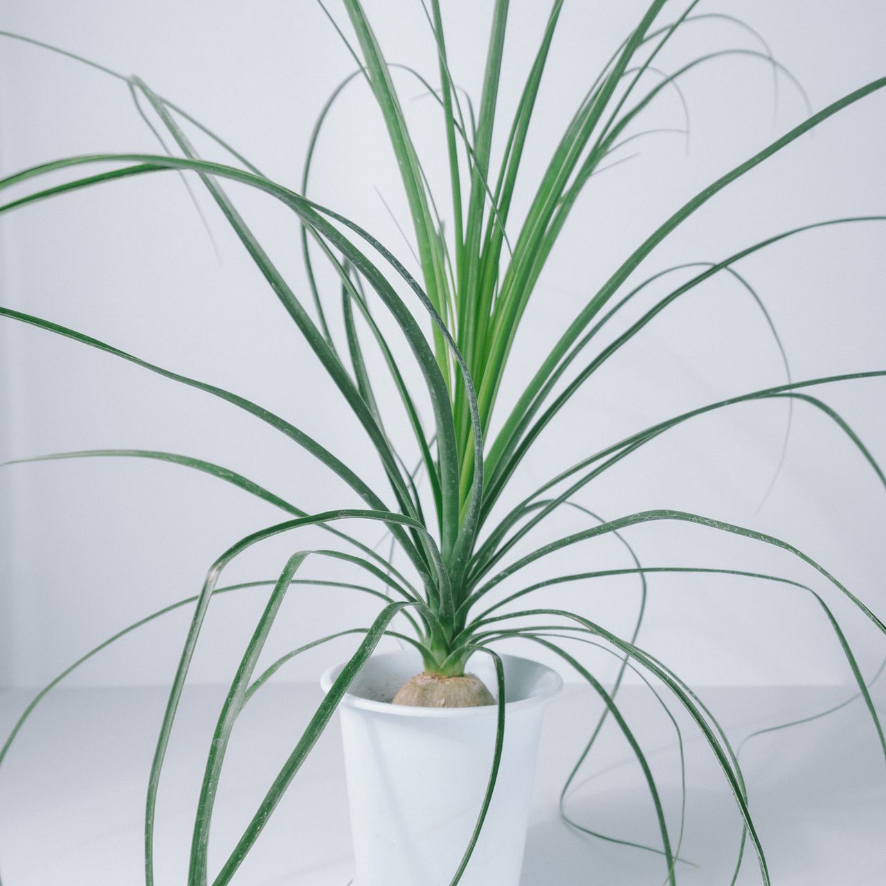 【細葉】トックリラン　ポニーテール　9号 トックリラン ポニーテール 9号 耐寒性植物 オシャレな観葉植物