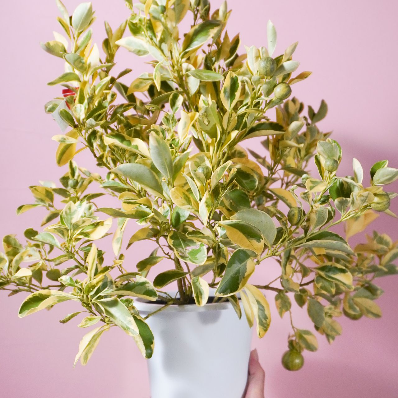 希少な金柑「チャイナリトルレモン」